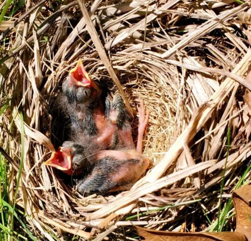 baby sparrow