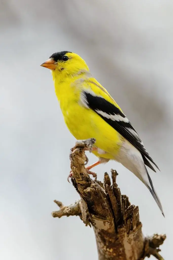 American Goldfinch male