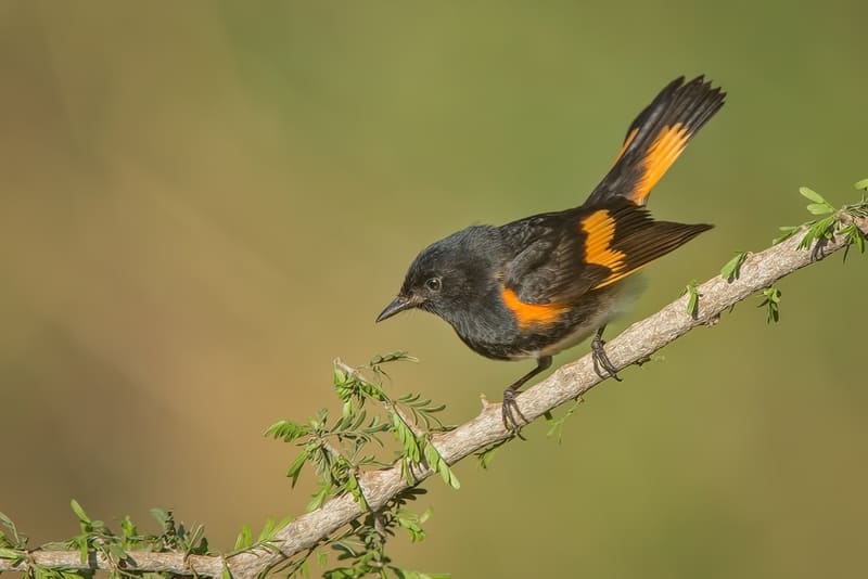 American Redstart