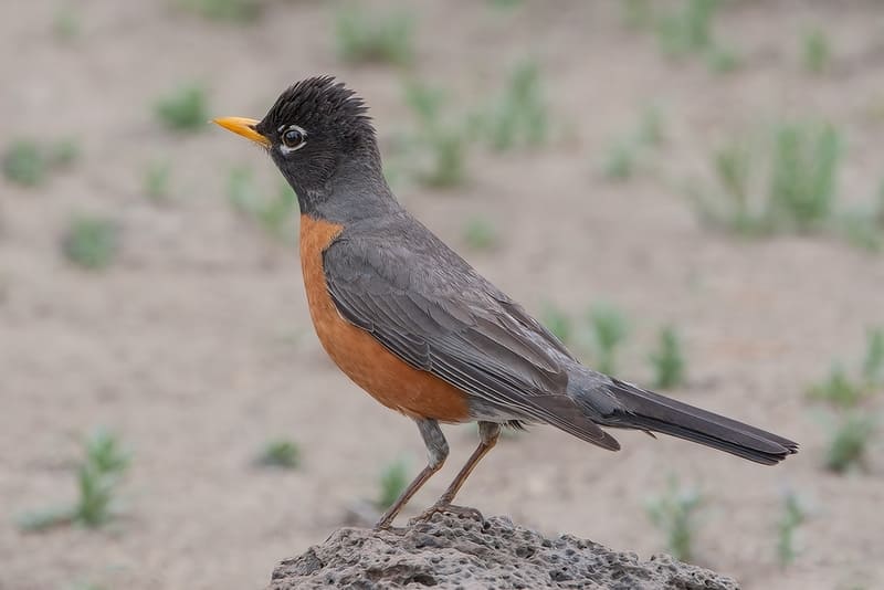 American Robin