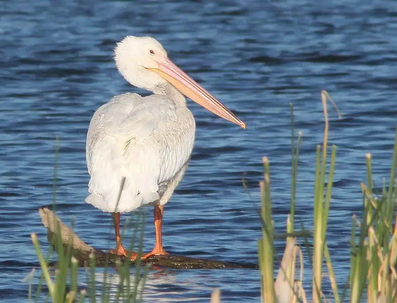 American White Pelican