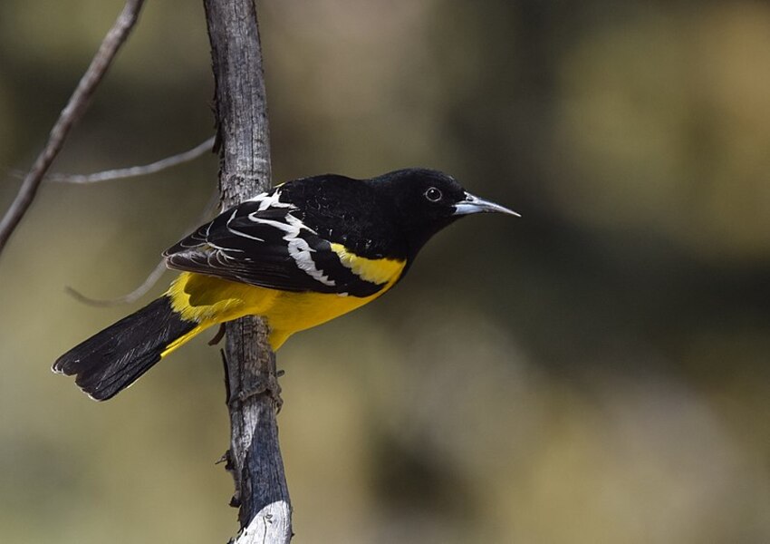 Scott’s Oriole - Yellow Birds with Black on Wing