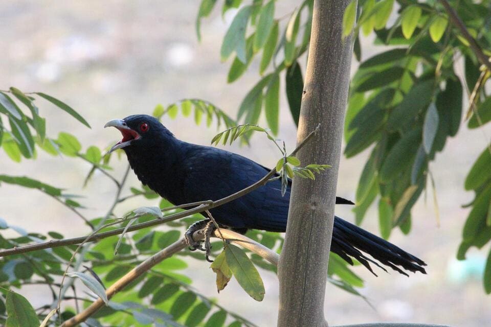Koel - Black bird With White Spots