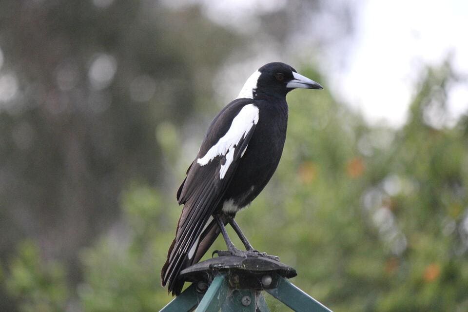 Australian Magpie