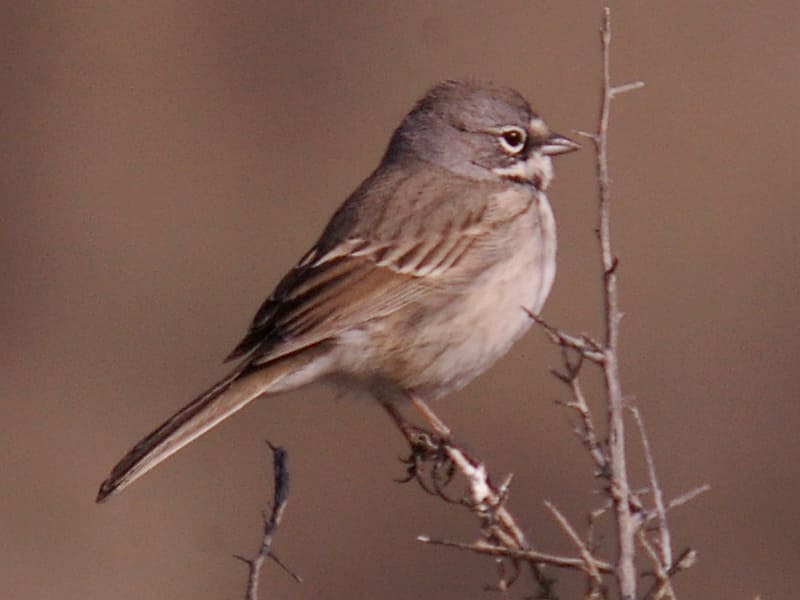 Sagebrush Sparrow