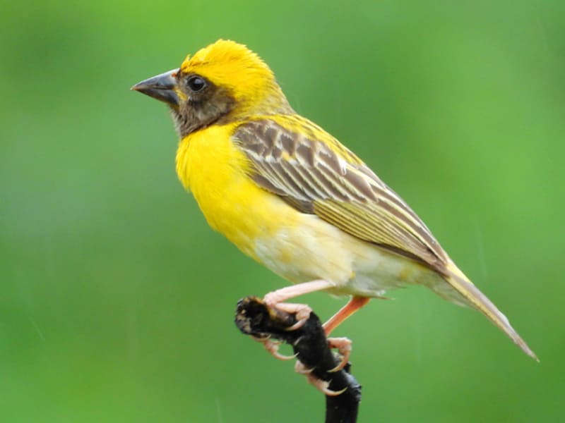 Yellow Birds with Black on Wing