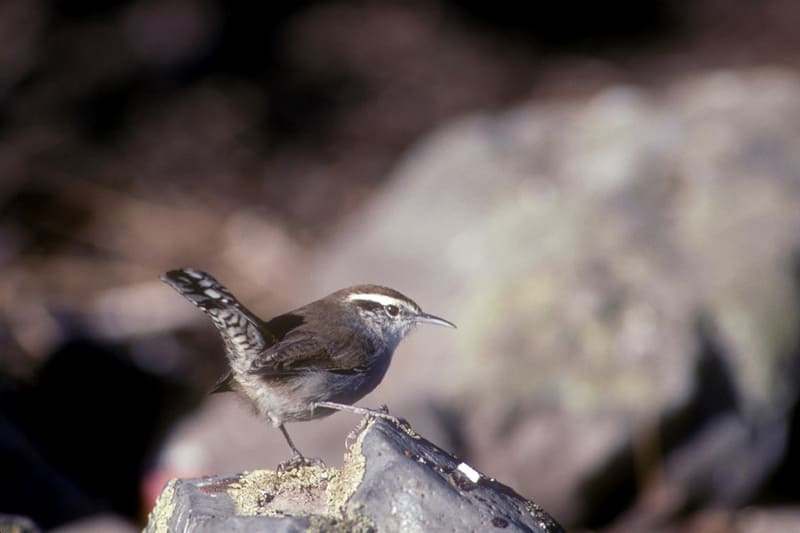 Bewick`s Wren