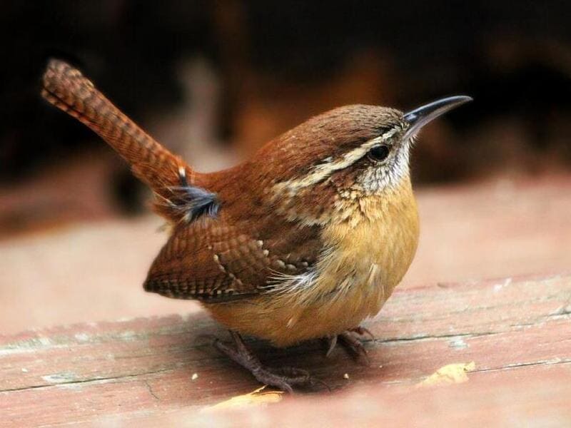 Small Birds with a Long Beak