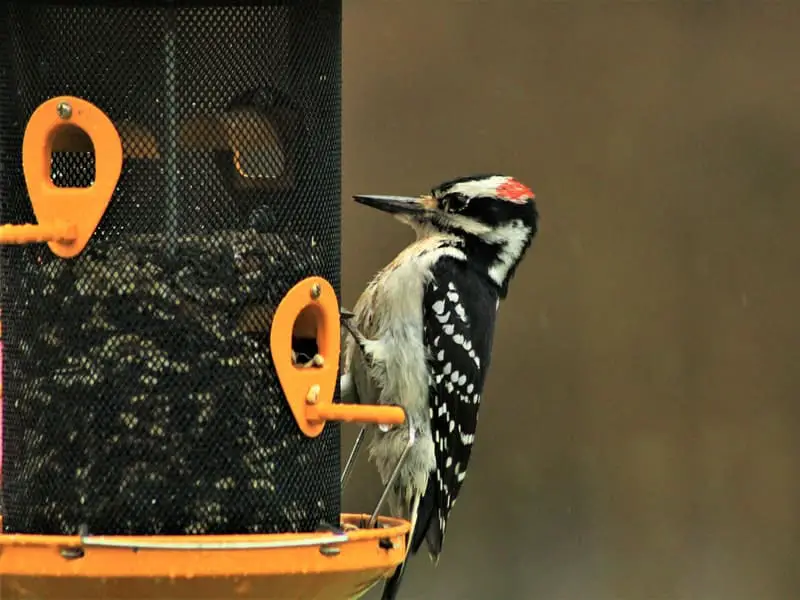 Bird Feeder for Woodpeckers