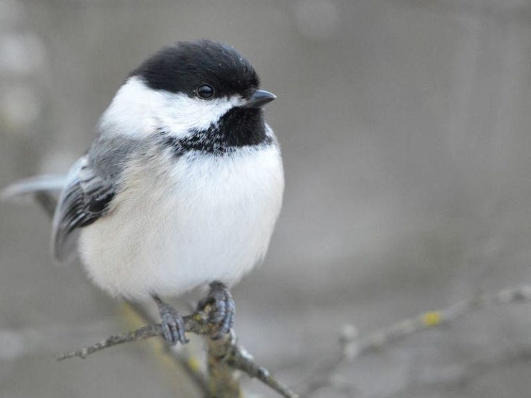 11 Birds Similar to Chickadee (with images)