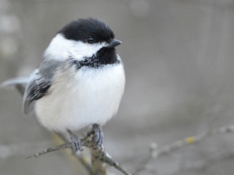 Birds Similar to Chickadee