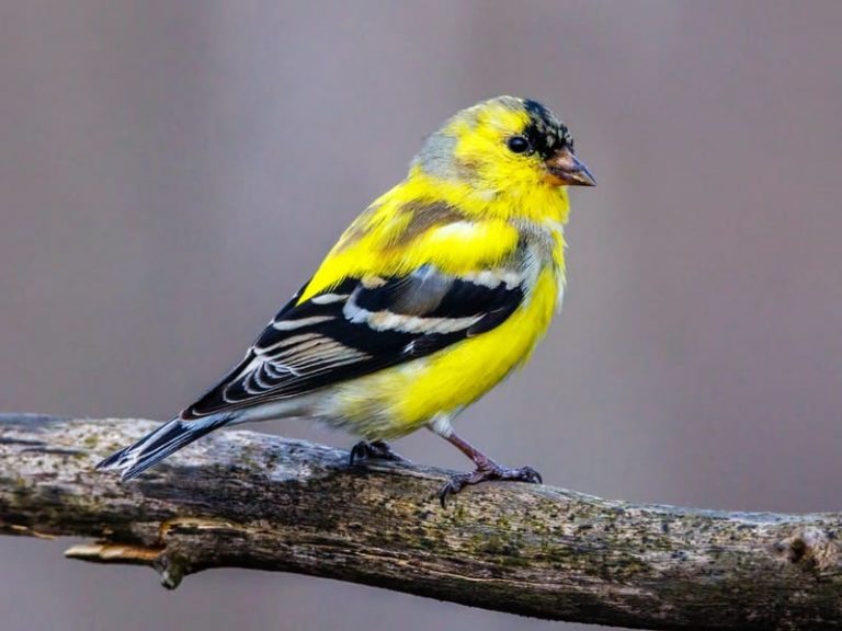 Birds Similar to Goldfinch