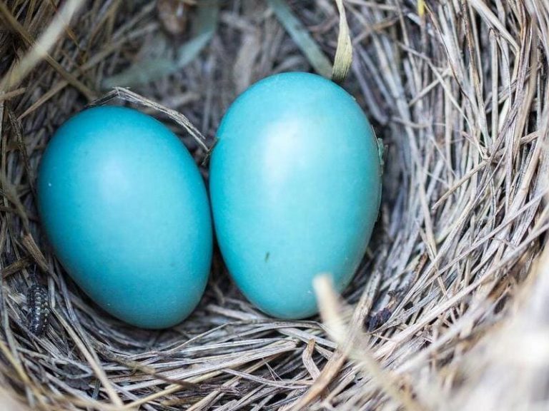 15 Birds that lay blue eggs