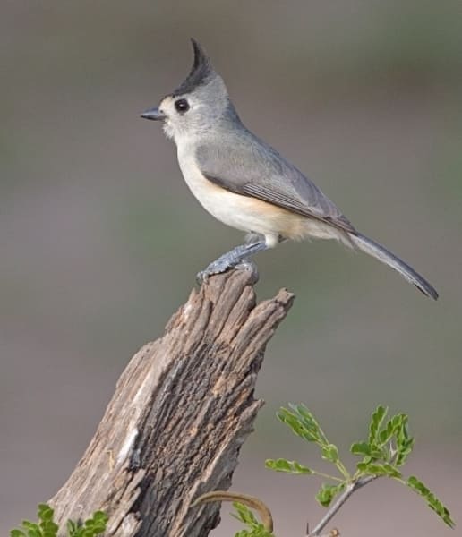 Birds with Crested Heads