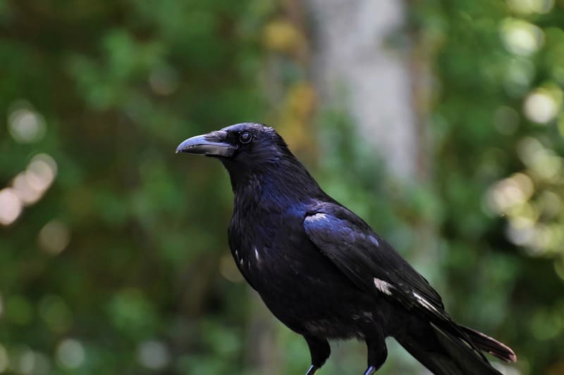 Black Crow