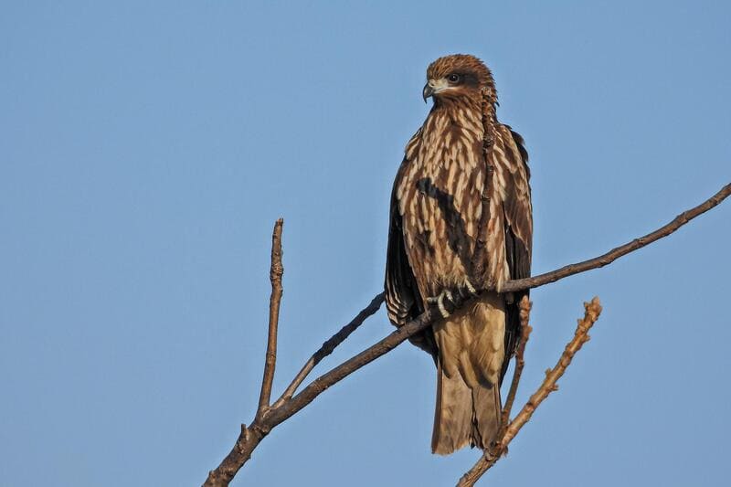 Birds that steal nests and shiny things