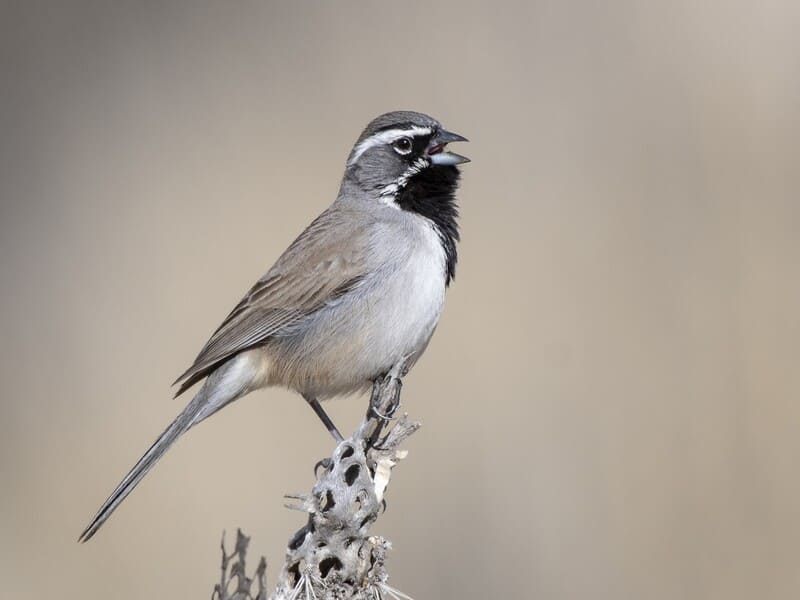 Black-Throated Sparrow