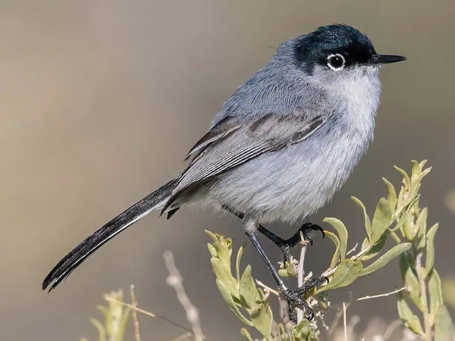 Black-tailed Gnatcatcher - Bird Similar to Chickadee