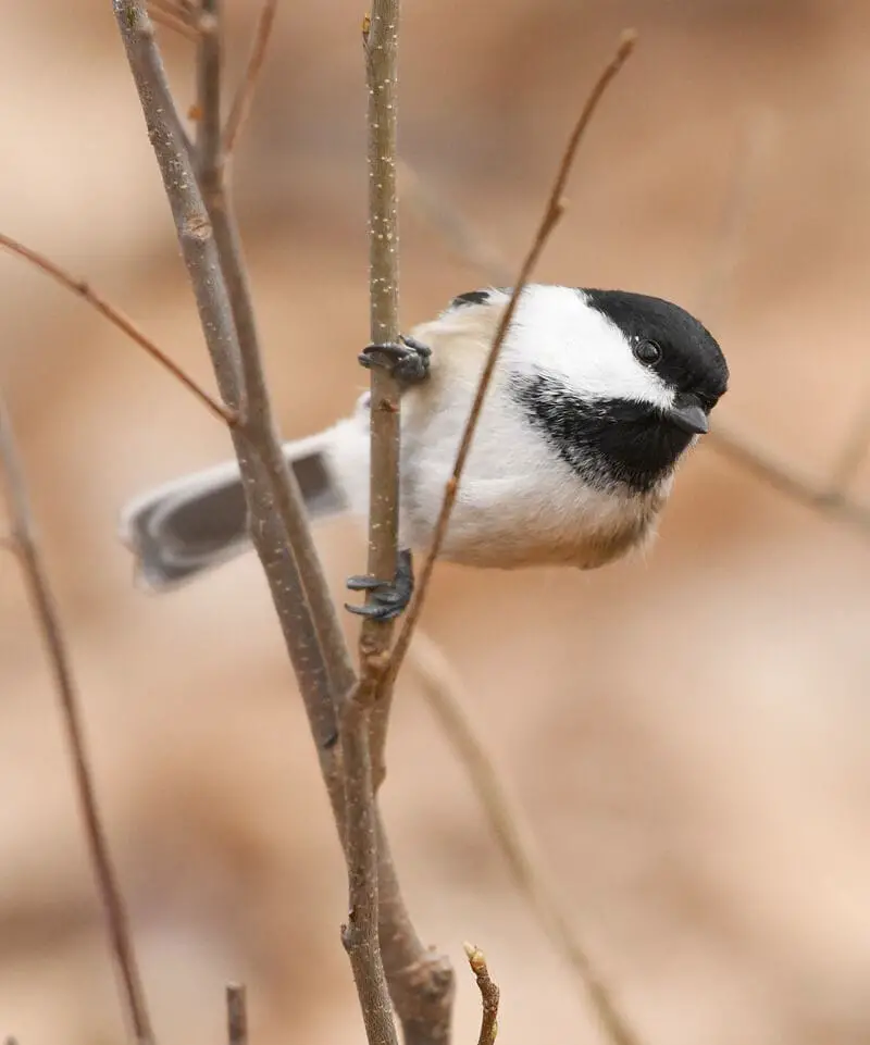 Black-capped Chickadee