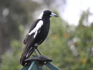 7 Black Birds With White Spots: Did You See Any of Them?