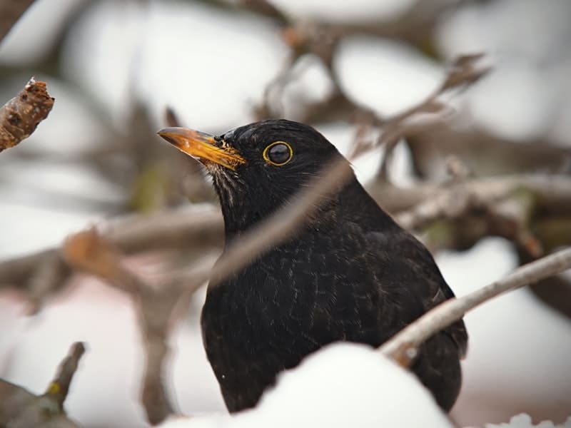 scare blackbird from feeder