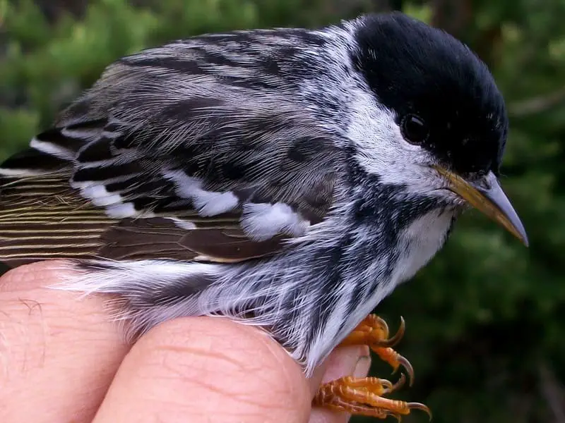 Birds Similar to Chickadee