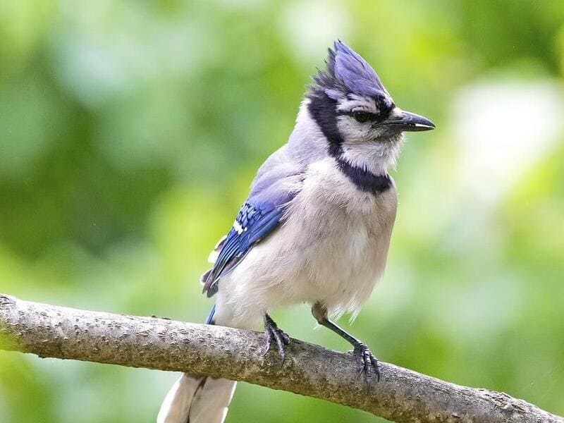 Blue-Jay - Birds that steal nests and shiny things