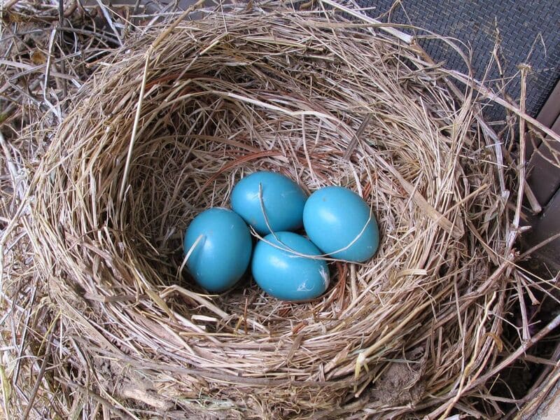 Blue Jay eggs