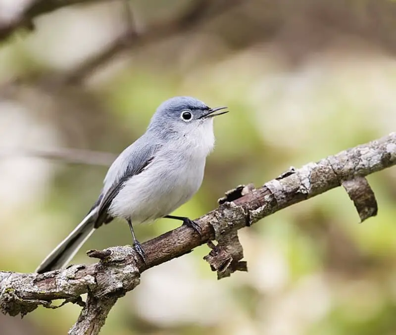 Blue-gray Gnatcatcher