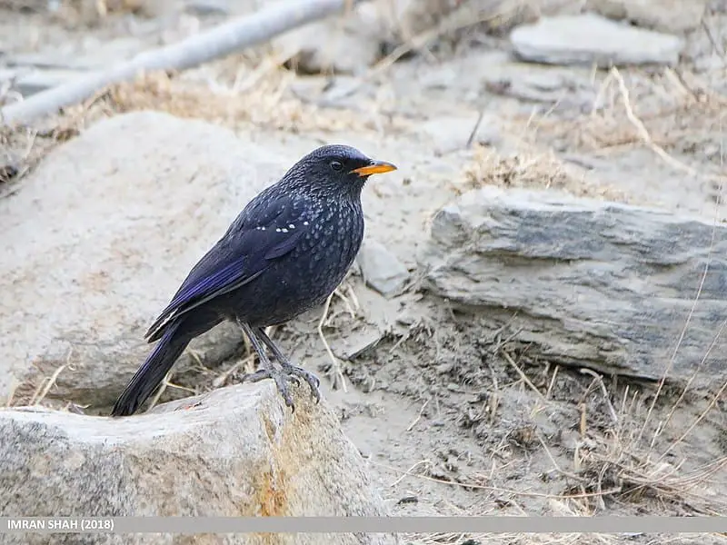 Blue Whistling Thrush