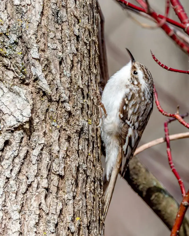 Brown Creeper