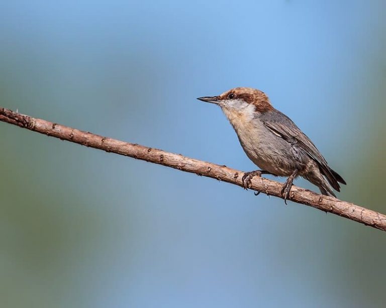 11 Small Birds with a Long Beak (With Photos) | BirdieExpert.com