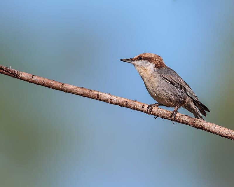 Brown-headed Nuthatch