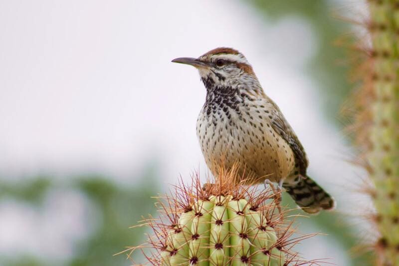 Cactus Wren