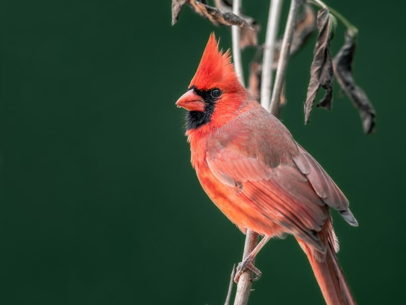 Cardinals Sleep