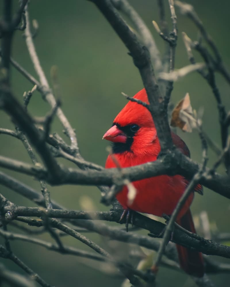 Cardinals Sleep at Night