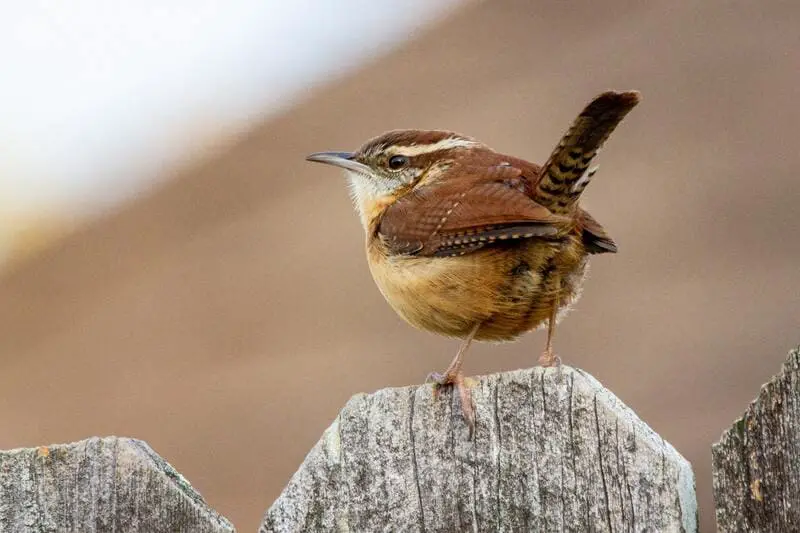 Carolina Wren