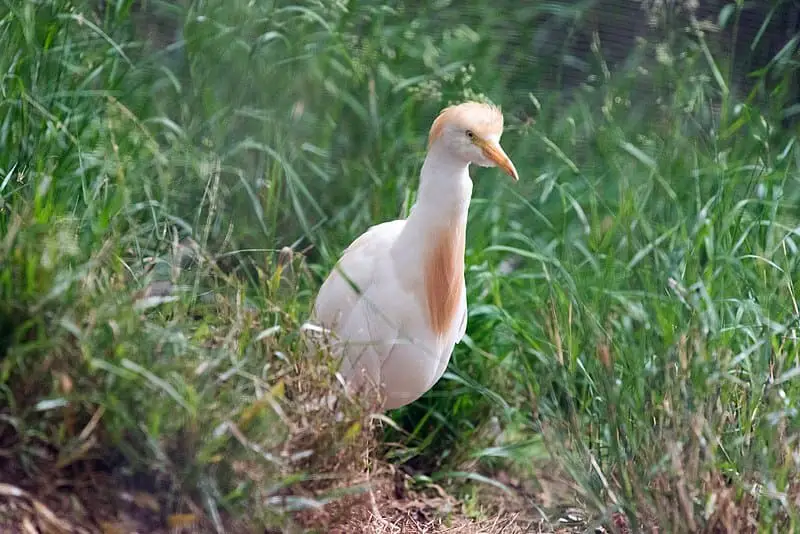 Cattle Egret