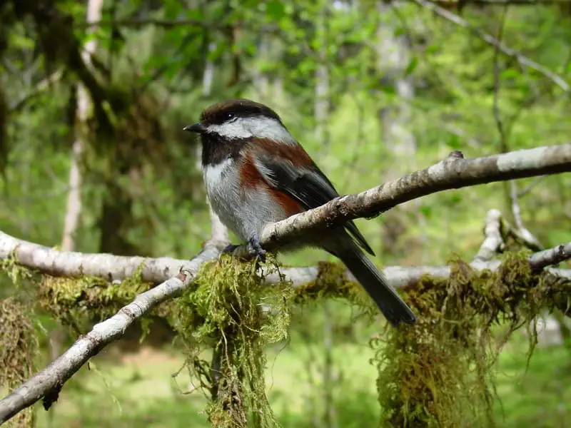 Chestnut-backed Chickadee