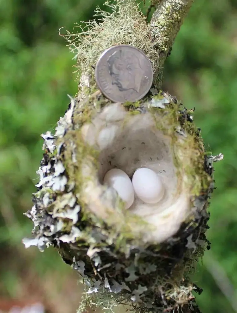 How long does it take for hummingbird eggs to hatch