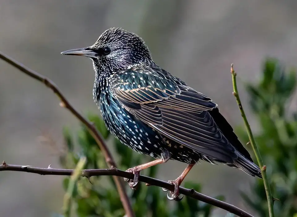 Black birds With White Spots