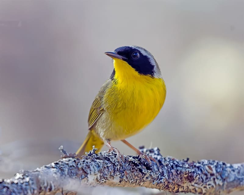 Common Yellowthroat