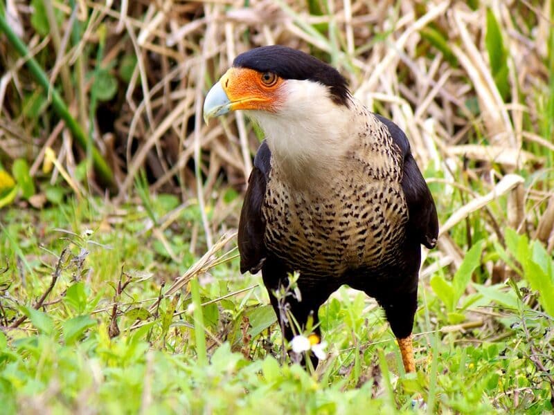 Crested Caracara Birds with Crested Heads