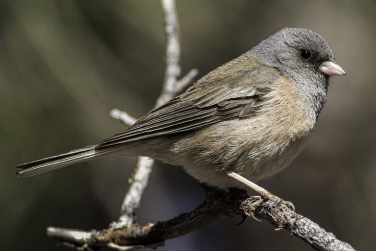 10 Small Gray Birds With White Bellies (With Images) — Watching Animals