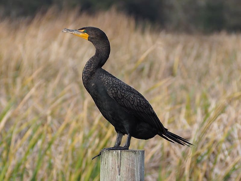 Ddouble-Crested Cormorant