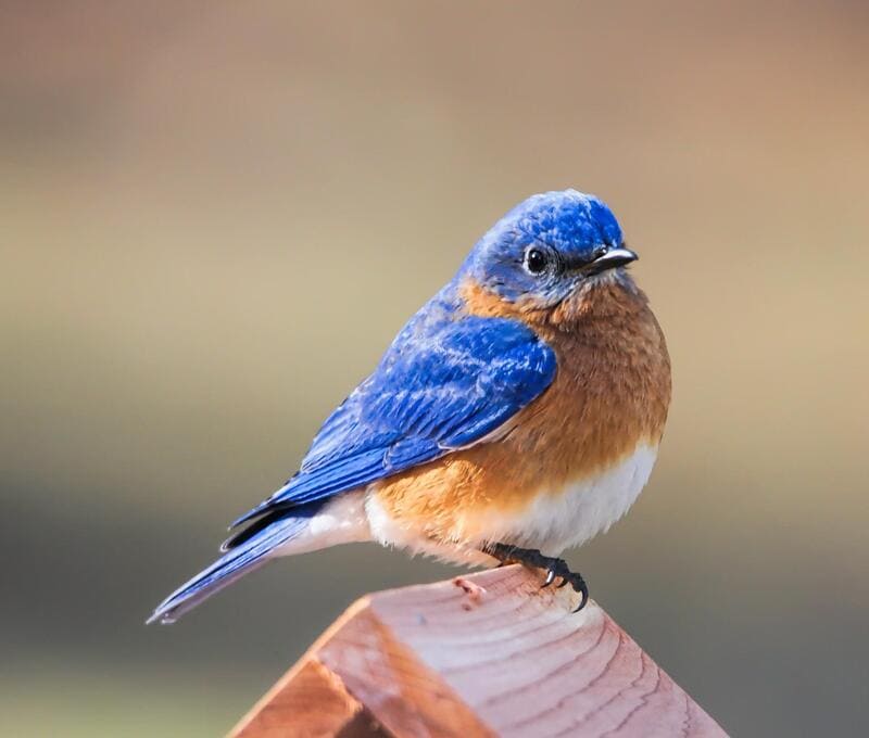 Eastern Bluebird 