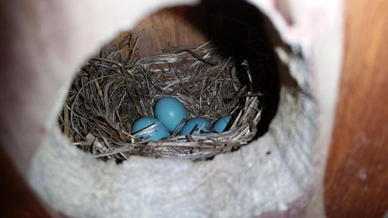 Eastern Bluebird  eggs