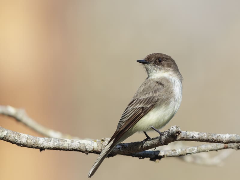 Eastern Phoebe