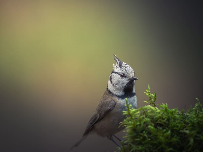 Small Gray Bird with White Belly