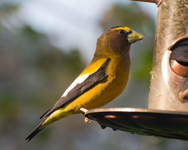 Evening Grosbeak